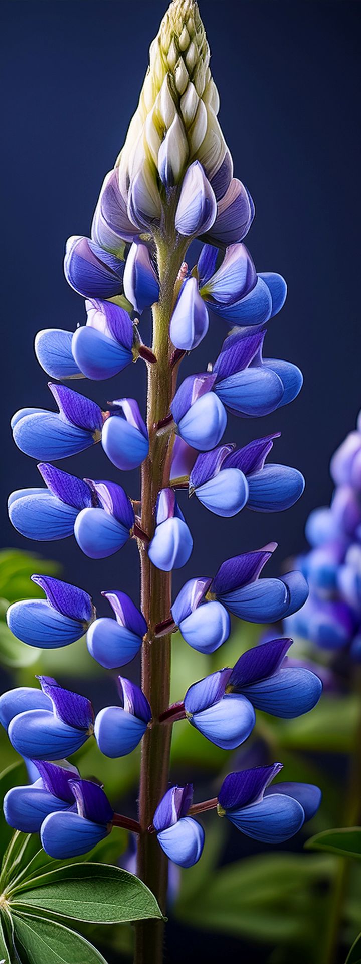 Lupine